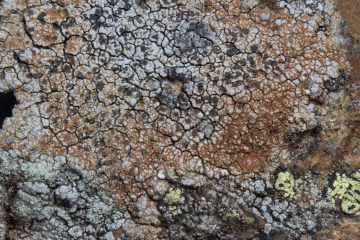 Aspilidea myrinii