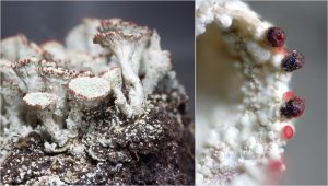 Cladonia borealis