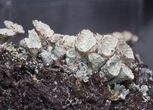 Cladonia borealis