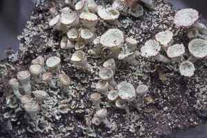 Cladonia borealis