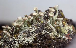 Cladonia borealis