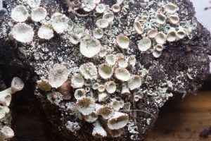 Cladonia borealis