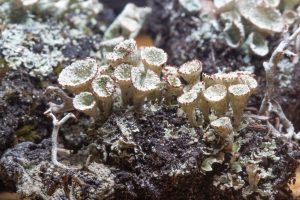 Cladonia borealis