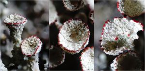 Cladonia borealis