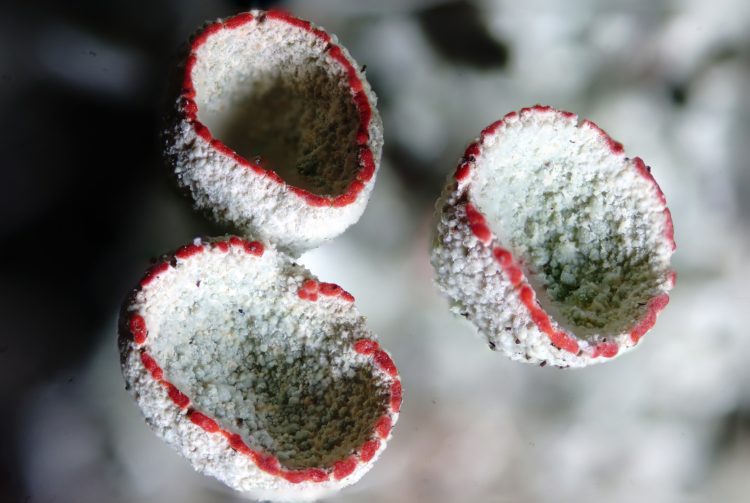 Cladonia borealis