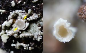 Cladonia borealis