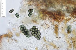 Buellia fusca
