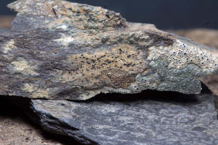 Buellia fusca