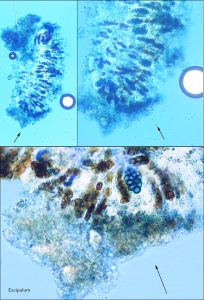 Buellia fusca
