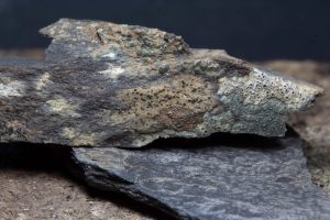 Buellia fusca