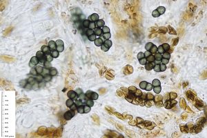 Buellia fusca