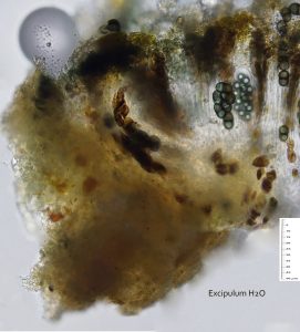 Buellia fusca
