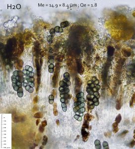 Buellia fusca