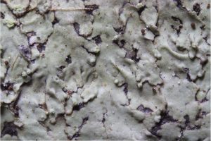 Hyperphyscia lucida