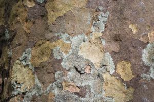 Hyperphyscia lucida