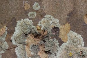 Hyperphyscia lucida