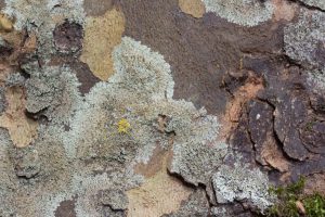 Hyperphyscia lucida