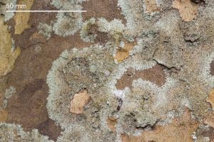 Hyperphyscia lucida