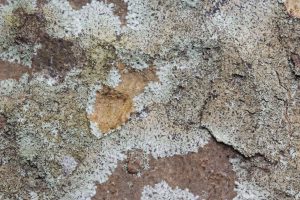 Hyperphyscia lucida