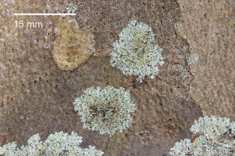 Hyperphyscia lucida