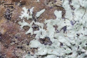 Hyperphyscia lucida