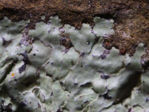 Hyperphyscia lucida