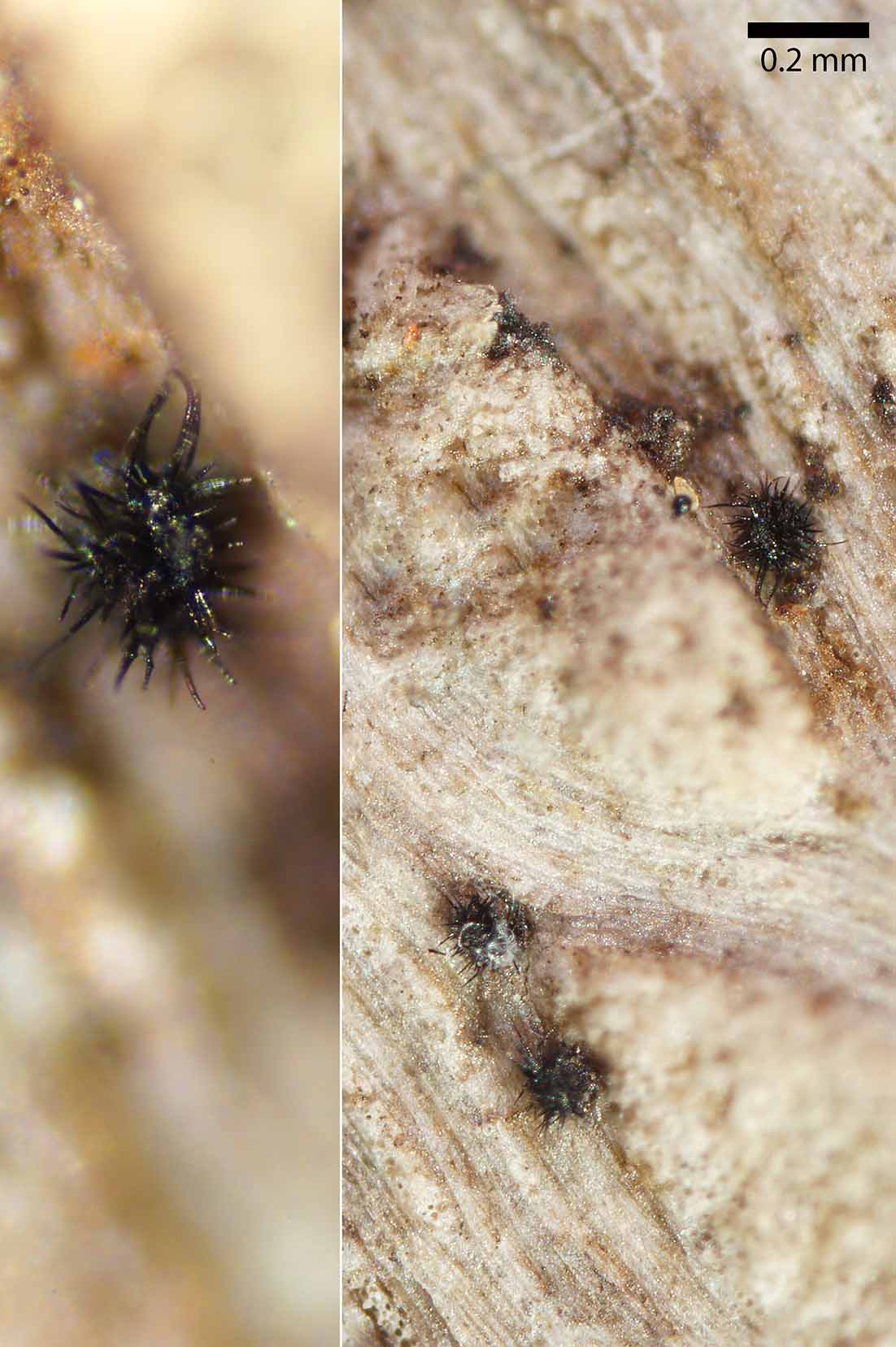 Capronia sp. ERD-10221 • CEMAS